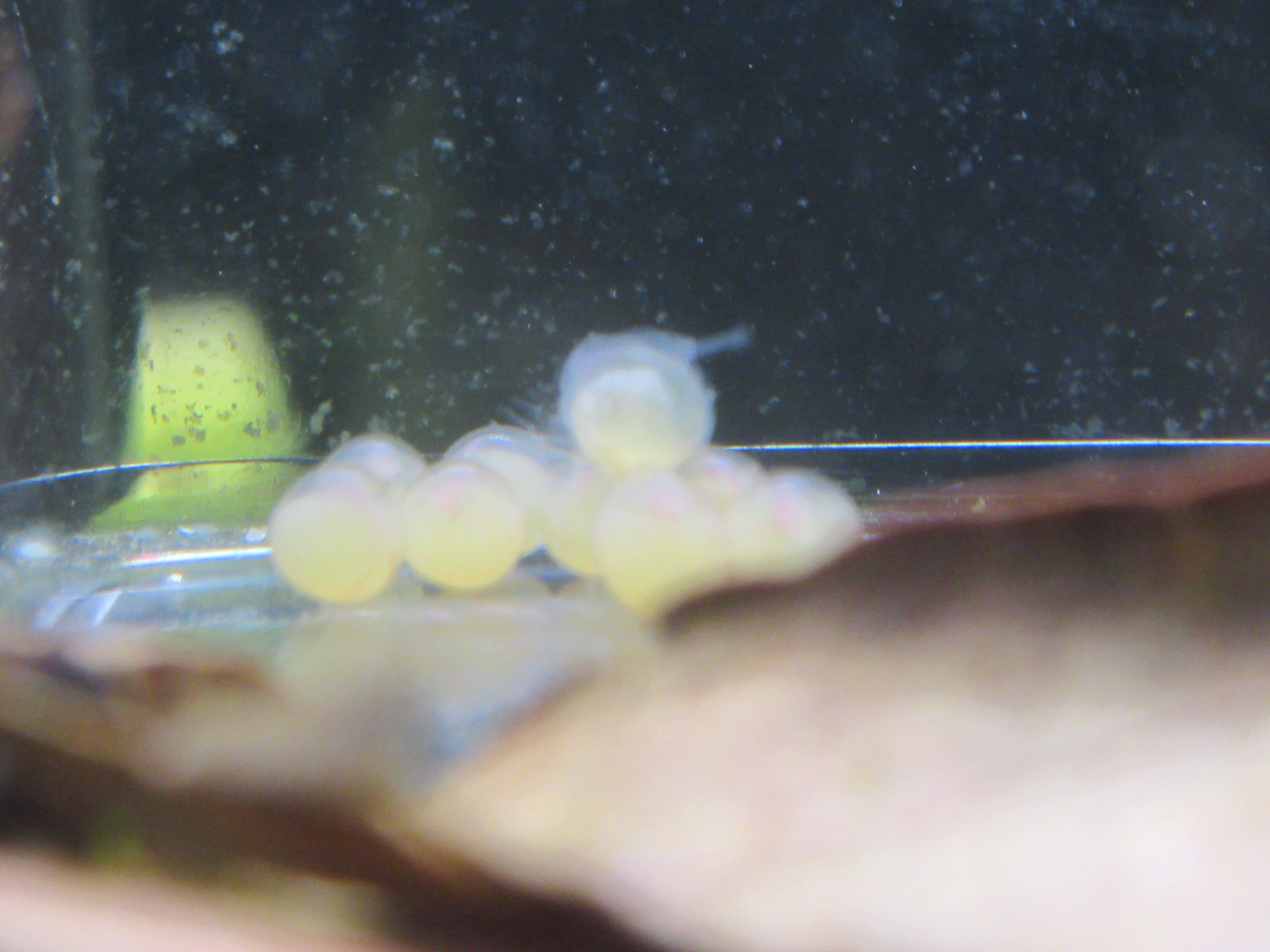 ペアリングしてたインペ　その④