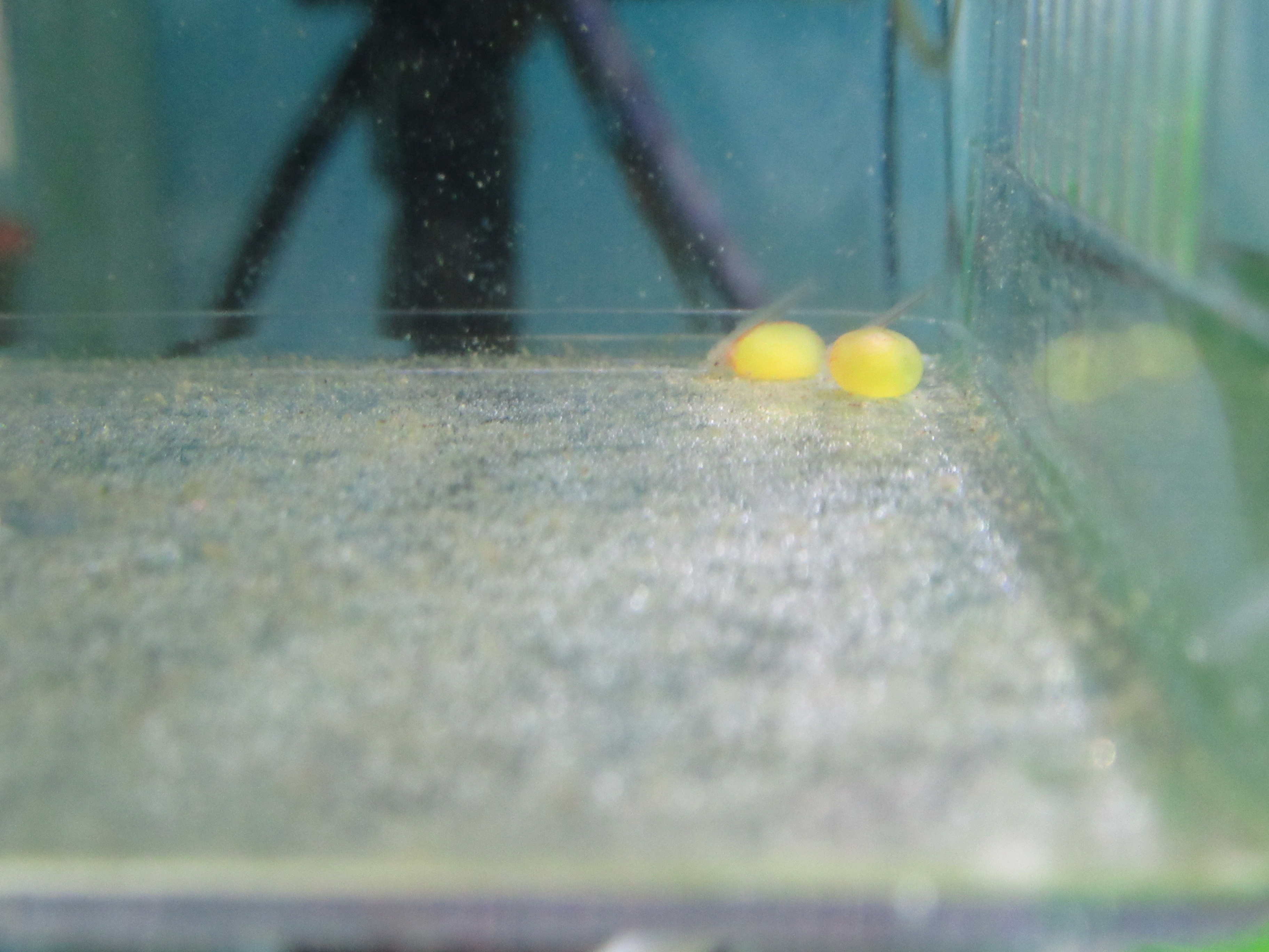 ダップルドの人工孵化に挑戦③