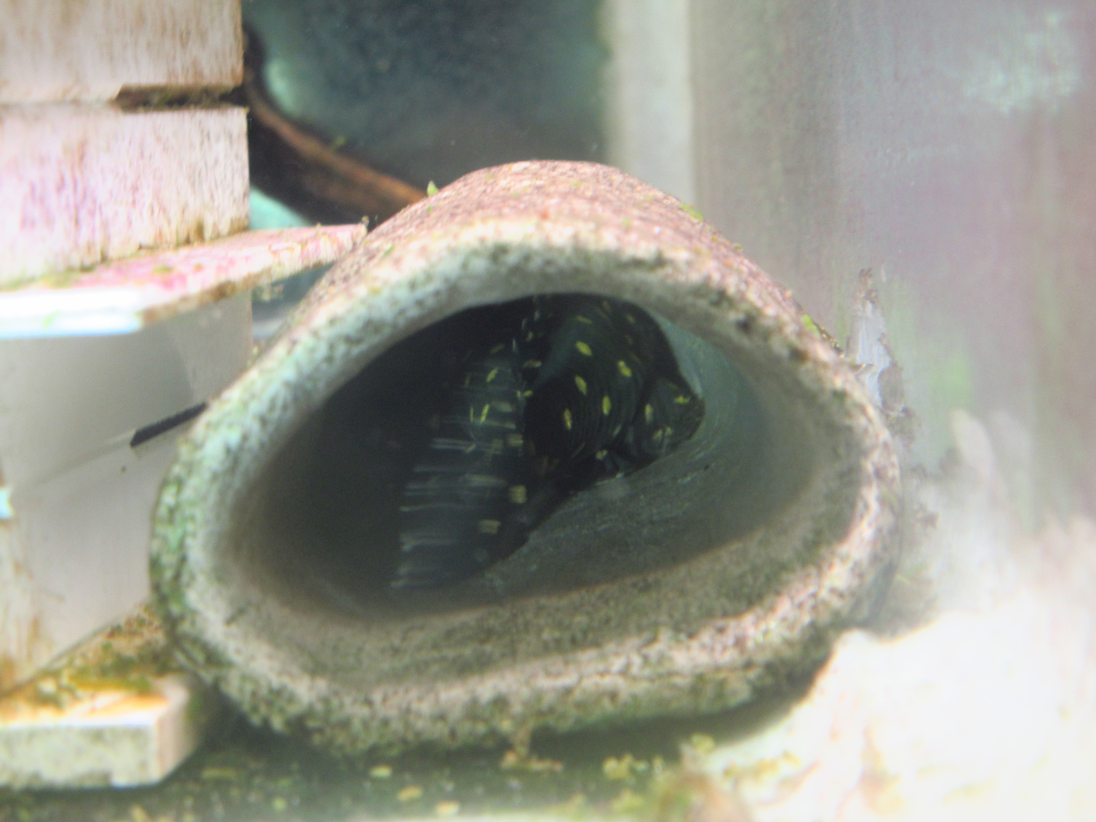 ファンシースポットの繁殖①