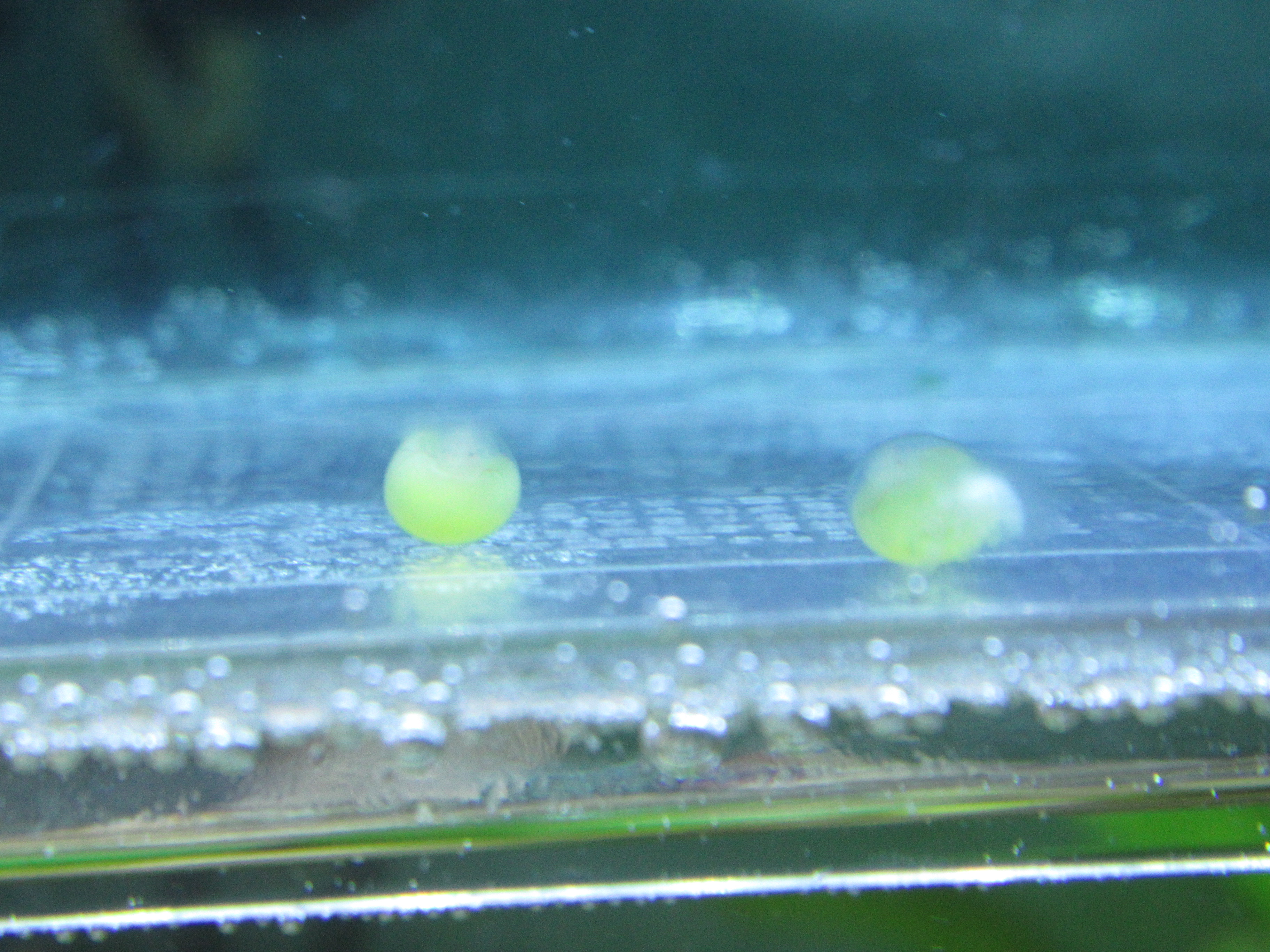 ダップルドの人工孵化に挑戦⑦