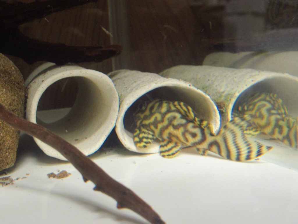 ８匹即戦力　産卵経験あり　キンペコ　リアルなど　まとめて キンペコ 産卵経験あり ペア