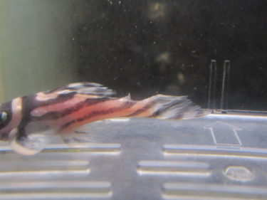 ケンカで傷付いた鰭をカット