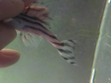 カットした鰭の再生状況　その③