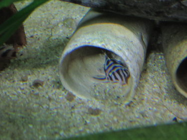 インペ　病気でないことを祈る