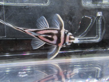 プレコにできた腫瘍