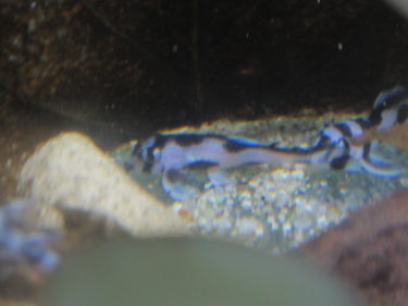 イレギュラーインペの稚魚