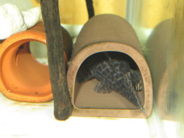 ハイブリッドプレコ　キンペコとダップルドのペアリング確認　