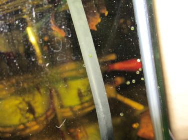 オトシンネグロを繁殖させるの巻　6日目