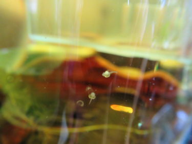 オトシンネグロを繁殖させるの巻　孵化後