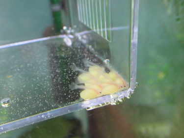 孵化したダップルドの稚魚達