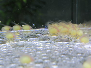 キンペコ　孵化～