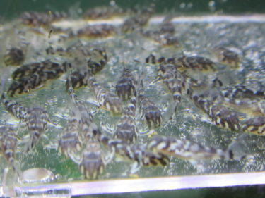 キンペコ　孵化から17日目