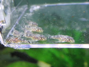 キンペコ×ダップルド　孵化から10日