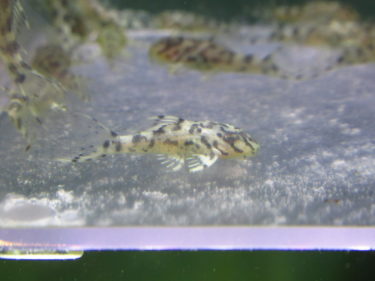 L236の血が入ると…