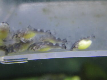 ヨークサックの白い子