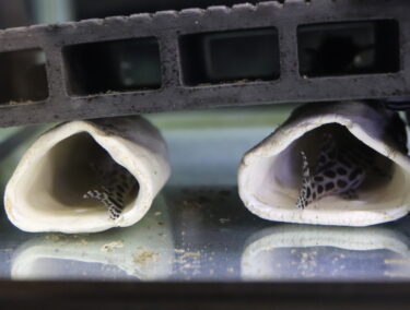 ニューインペリアルダップルド　生後2年半