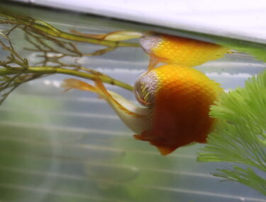 ゴールデンハニードワーフグラミーを繁殖させてみる　その②