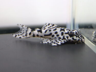 理想のキンペコを求めて