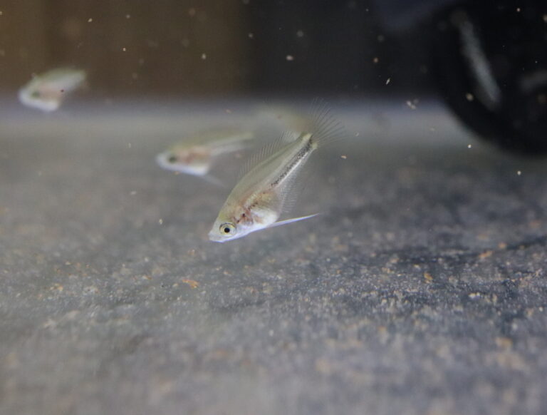 ゴールデンハニードワーフグラミーを繁殖させてみる その 気ままに行く プレコ飼育録